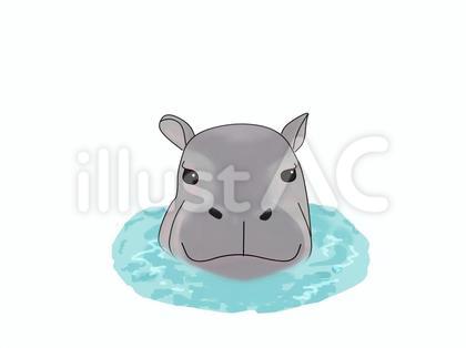 コビトカバ(水面)