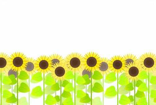 Sunflower field, summer, flower, sunflower, JPG and PNG