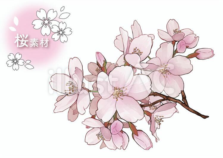 桜素材08(AI) 桜,春,花のイラスト素材