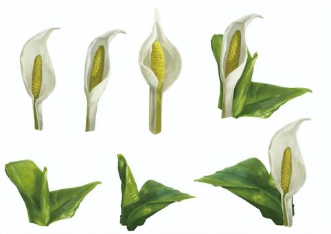 花素材_水芭蕉セット01 水芭蕉,ミズバショウ,花,葉,白,自然,水辺,湿原,湿地,高原植物のイラスト素材