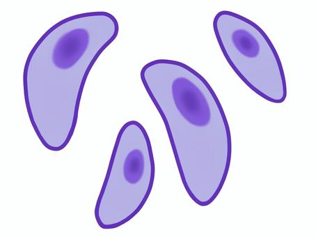 Illustration, toxoplasma, toxoplasmosis, single cell organism, 