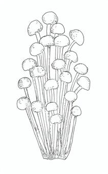 エノキタケをイメージした手描きイラスト 榎茸,キノコ,食べ物,手描き,リアル,モノクロ,挿絵,白バック,線画,イラストのイラスト素材