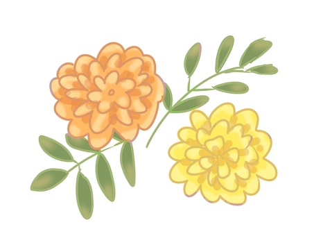 Illustration, marigold, flower, orange, 