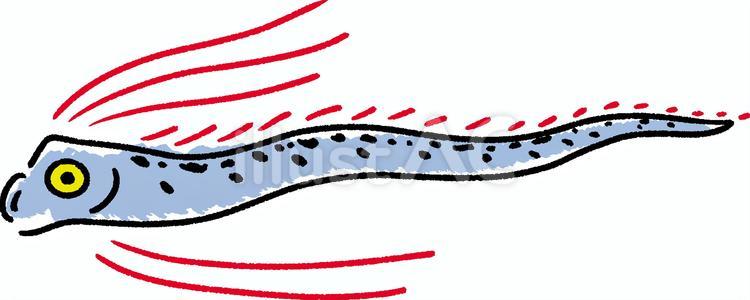 長くて大きい深海魚　リュウグウノツカイ リュウグウノツカイ,魚,深海魚のイラスト素材
