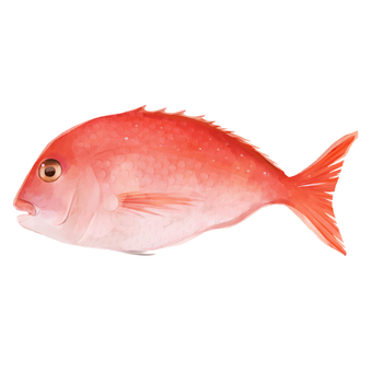 赤い鯛 鯛,魚,魚介,手描き,水彩風,厚塗り,居酒屋,食材のイラスト素材