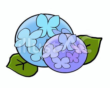 あじさい