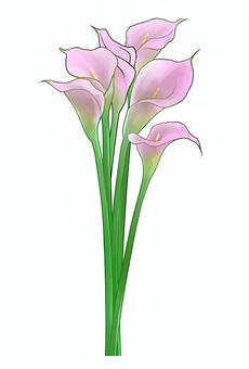 Bouquet of calla lilies (pink), , JPG and PNG