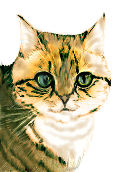 Cat close-up, JPG and PNG Cat close-up, , JPG and PNG