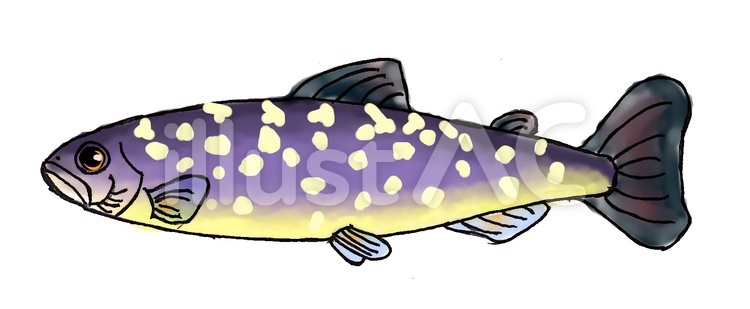 アメマス 斑模様,渓流,斑点のイラスト素材