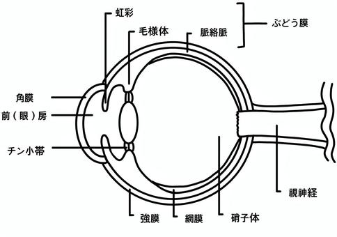 眼の主な名称　線画 眼,毛様体,水晶体,神経,硝子体,ぶどう膜,強膜,網膜,角膜,線画のイラスト素材