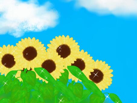 sunflower, sunflower, summer, flower, JPG