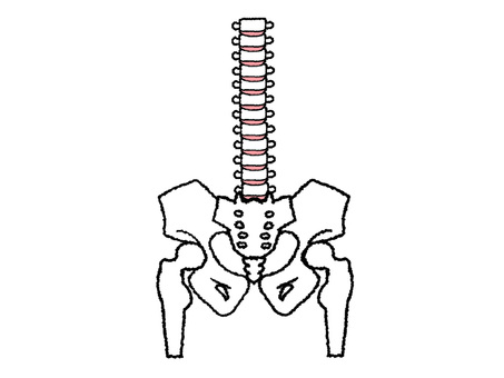 背骨など 背骨,脊椎,骨,姿勢,骨盤,股関節,pop調,手描き,挿絵,ワンポイントのイラスト素材