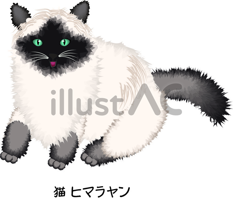 猫　ヒマラヤン　品種　ふわふわ　毛 猫,ヒマラヤン,品種のイラスト素材