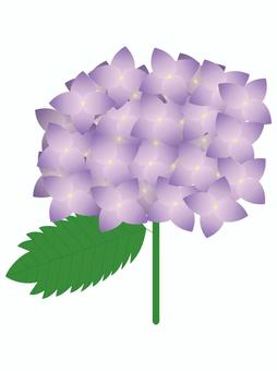 Hydrangea (purple), , JPG, PNG and AI