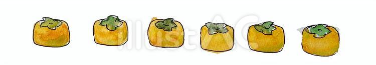 柿のフレーム素材 柿,カキ,手描きのイラスト素材
