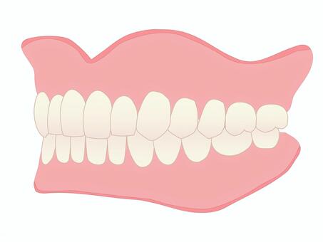 総義歯 斜め45度イラスト（主線なし） フルデンチャー,総義歯,入れ歯,上顎義歯,下顎義歯,歯科技工,歯科技工士,歯科,医療,教材用イラストのイラスト素材