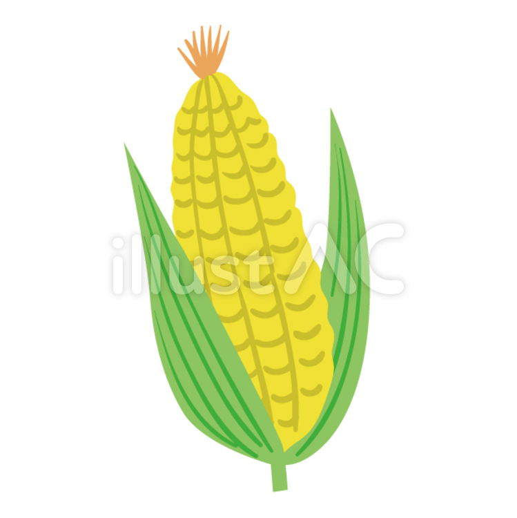 とうもろこし とうもろこし,サンクスギビングデイ,野菜のイラスト素材