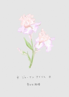 ジャーマンアイリス 花,夏,ポストカード,絵葉書,ハガキ,花言葉のイラスト素材