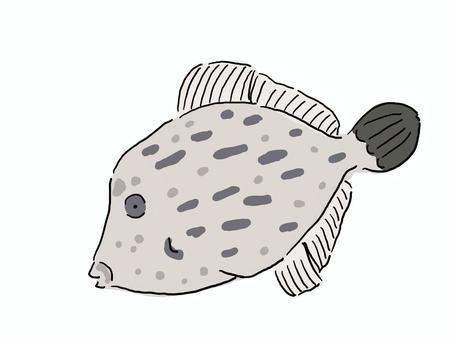 Kawahagi, JPG, PNG and AI Kawahagi, kawahagi, puffers, fish, JPG, PNG and AI