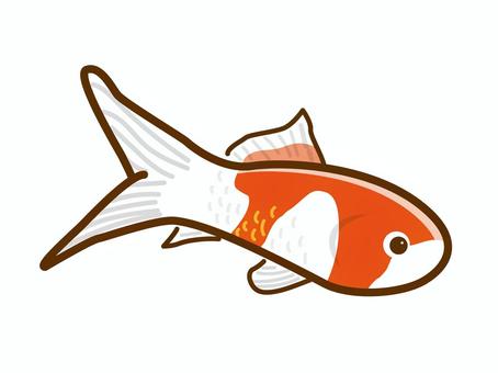 Goldfish, goldfish, fish, creatures, JPG, PNG and AI