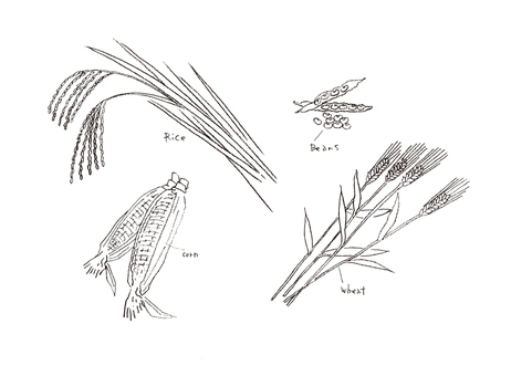 穀物線画 穀物,穀類,米,小麦,麦,コーン,とうもろこし,ビーンズ,豆,線画のイラスト素材