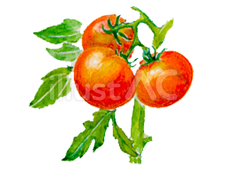とまと とまと,野菜,食べ物のイラスト素材