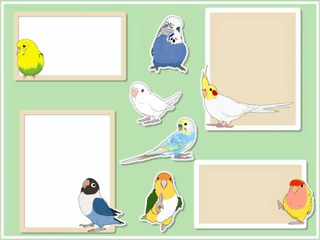 インコのフレームとアイコンのセット ボタンインコ,コザクラインコ,シロハラインコ,オカメインコ,大型セキセイ,大型セキセイインコ,セキセイインコ,鳥,インコ,かわいいのイラスト素材