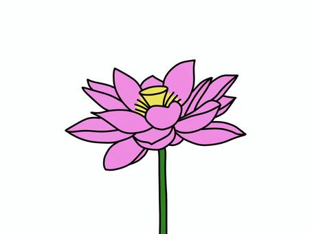 蓮の花