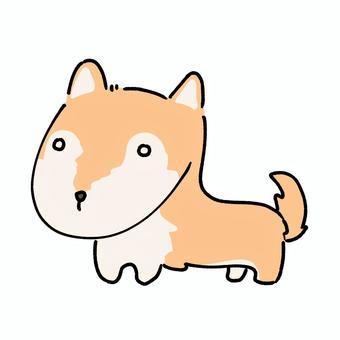 柴犬 犬,犬種,動物,生き物,ペット,かわいい,愛玩,毛,四足歩行,柴犬のイラスト素材