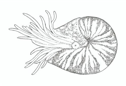 オウムガイの手描きイラスト オウムガイ,海,生き物,手描き,リアル,モノクロ,挿絵,白バック,線画,イラストのイラスト素材