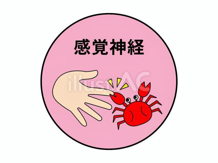 感覚神経 感覚,神経,体性神経のイラスト素材