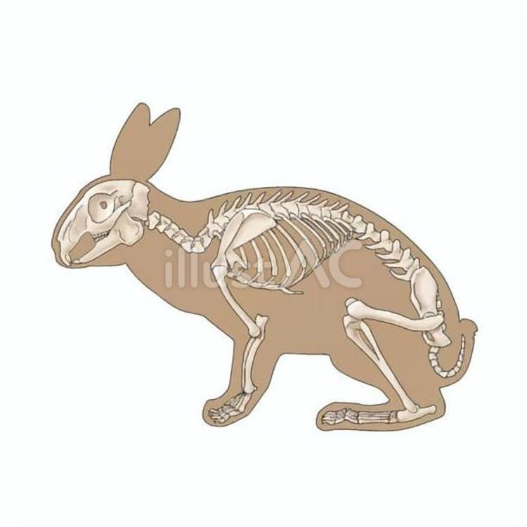 ウサギの骨格① ウサギ,哺乳類,骨格のイラスト素材