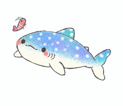 ジンベイザメと小エビ ジンベイザメ,小エビ,海の生き物,サメ,青色のイラスト素材