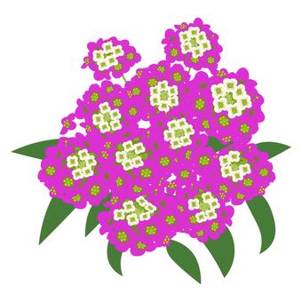 Illustration, alyssum doce, flor, planta, 