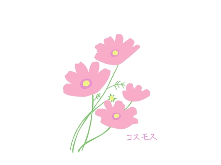 コスモス コスモス,花,植物,きれい,手描き,可愛い,ほのぼの,桃色,文字,ほっこりのイラスト素材