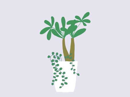 観葉植物 観葉植物,緑色,育てる,鉢,趣味,リラックス,葉っぱのイラスト素材