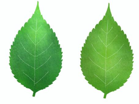 Leaf 2, , JPG and PNG