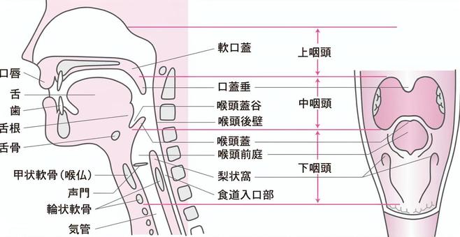 口腔断面図 口腔断面図,口腔,断面図,図解,説明,イラスト,カット,挿絵のイラスト素材