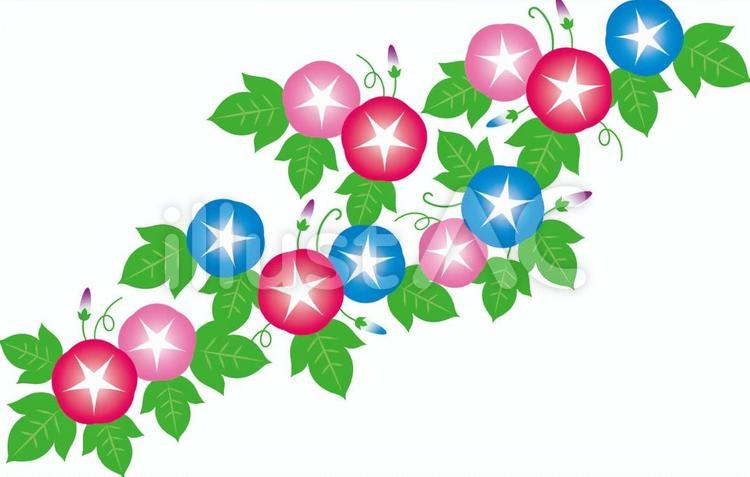 あさがお1c あさがお,朝顔,夏のイラスト素材