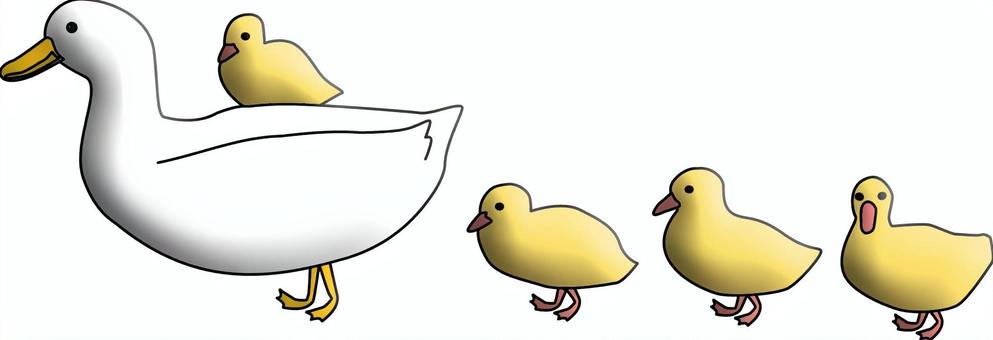 アヒル　　移動 アヒル,鳥,親子,ヒナ,歩く,かわいい,行列,移動のイラスト素材