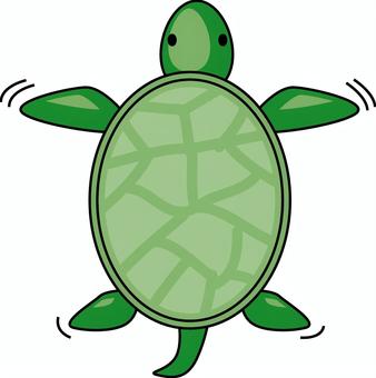 亀　 亀,爬虫類,甲羅,動く,見下ろす,デフォルメ,線画のイラスト素材