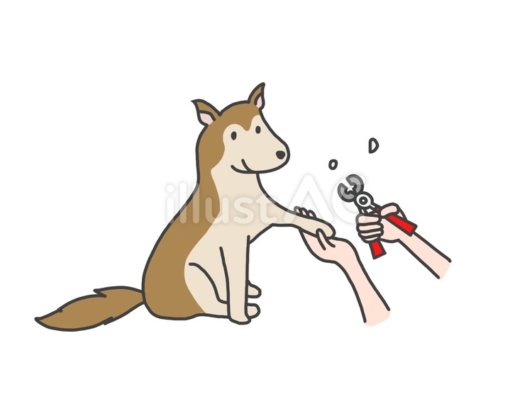 犬の爪を切る 犬,爪,爪切りのイラスト素材