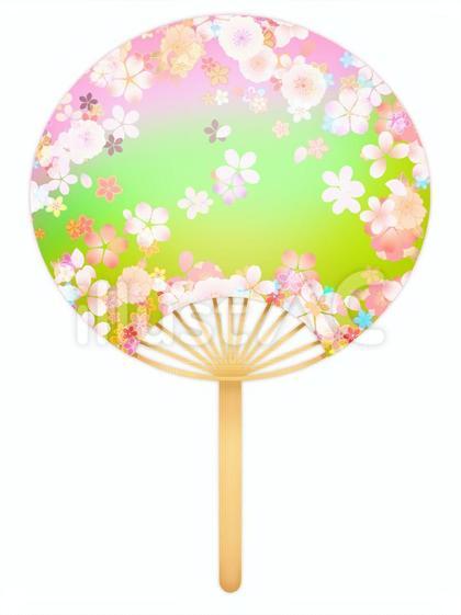 桜柄のうちわのイラスト