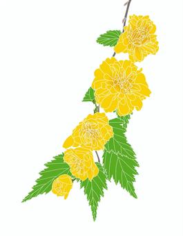山吹の花２ 山吹,やまぶき,ヤマブキ,黄色,和,ガーデニング,自然,植物,草花,葉のイラスト素材