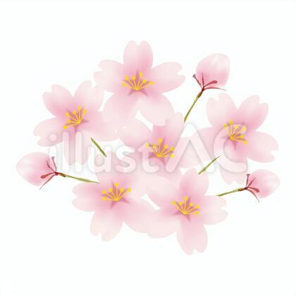 桜/桜の花房