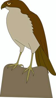 色々な鳥（タカ） タカ,タカ目,くちばし,茶色,hawkのイラスト素材