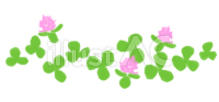 あかつめくさ 春,花,クローバーのイラスト素材