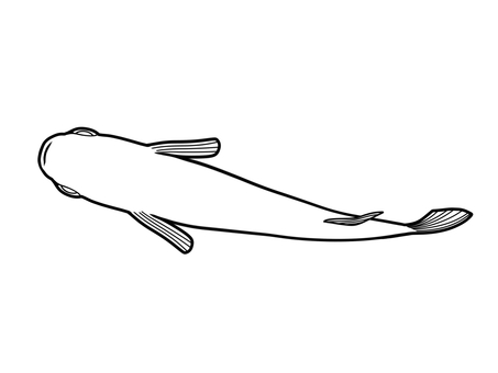 メダカ上見線画 メダカ,めだか,改良メダカ,上見,魚のイラスト素材