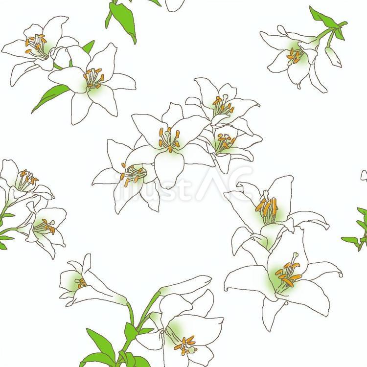 百合の背景 花,線画,ぬり絵のイラスト素材