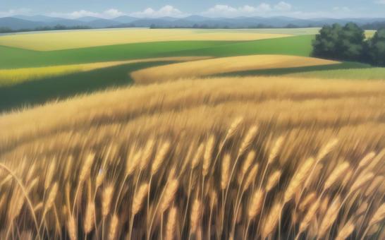 a field of wheat, JPG a field of wheat, wheat, field, farm, JPG